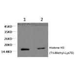 Western blot - Histone H3 (Tri-Methyl-Lys79) Monoclonal Antibody from Signalway Antibody (HW152) - Antibodies.com