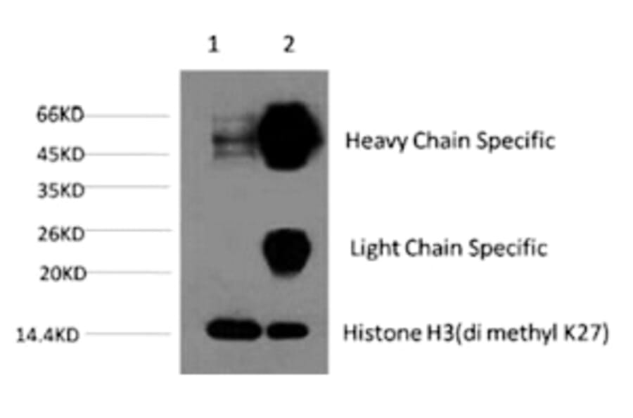 Histone H3 (Di-Methyl-Lys27) Monoclonal Antibody from Signalway Antibody (HW159) - Antibodies.com