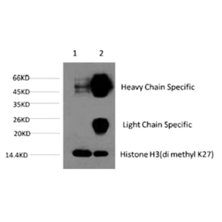 Histone H3 (Di-Methyl-Lys27) Monoclonal Antibody from Signalway Antibody (HW159) - Antibodies.com