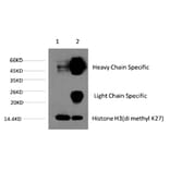 Histone H3 (Di-Methyl-Lys27) Monoclonal Antibody from Signalway Antibody (HW159) - Antibodies.com