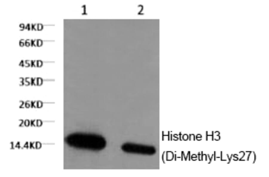 Western blot - Histone H3 (Di-Methyl-Lys27) Monoclonal Antibody from Signalway Antibody (HW159) - Antibodies.com