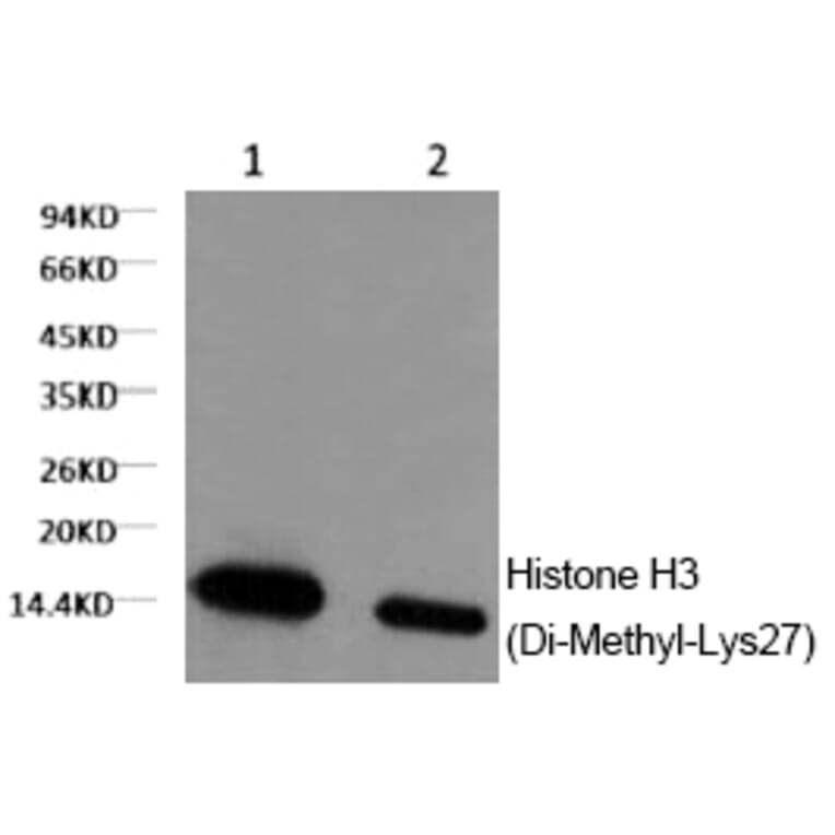 Western blot - Histone H3 (Di-Methyl-Lys27) Monoclonal Antibody from Signalway Antibody (HW159) - Antibodies.com