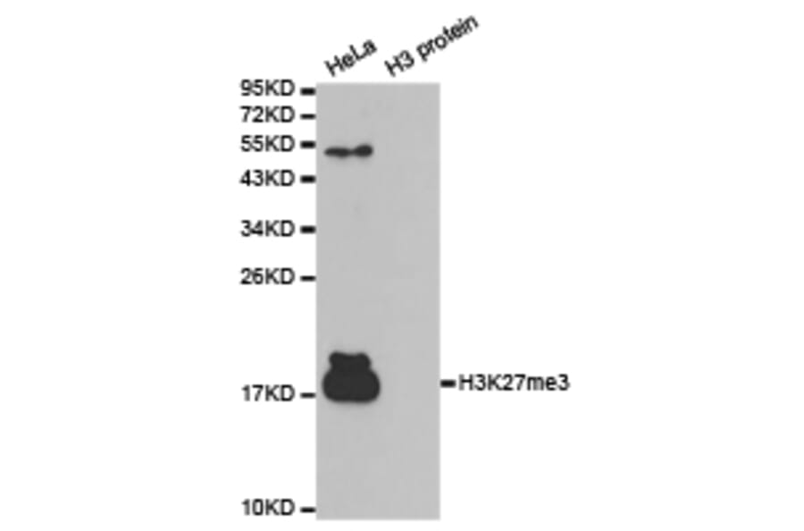 Western blot - Histone H3K27me3 Polyclonal Antibody from Signalway Antibody (HW008) - Antibodies.com