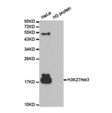 Western blot - Histone H3K27me3 Polyclonal Antibody from Signalway Antibody (HW008) - Antibodies.com