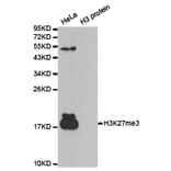 Western blot - Histone H3K27me3 Polyclonal Antibody from Signalway Antibody (HW008) - Antibodies.com