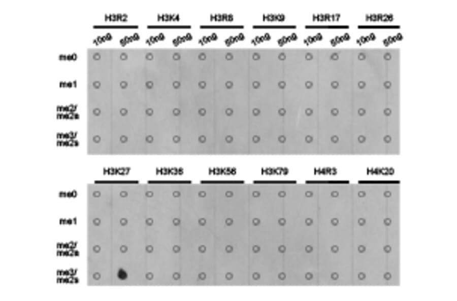 Dot blot - Histone H3K27me3 Polyclonal Antibody from Signalway Antibody (HW008) - Antibodies.com