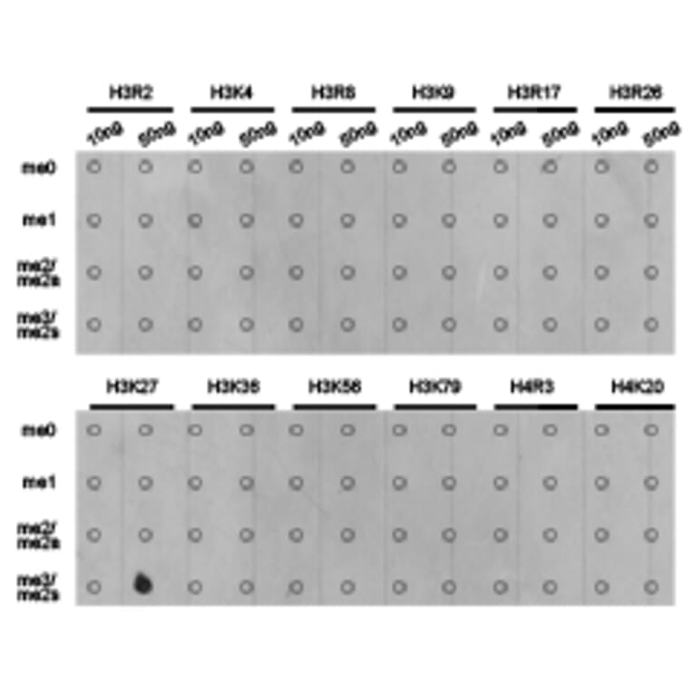 Dot blot - Histone H3K27me3 Polyclonal Antibody from Signalway Antibody (HW008) - Antibodies.com