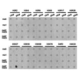 Dot blot - Histone H3K27me3 Polyclonal Antibody from Signalway Antibody (HW008) - Antibodies.com