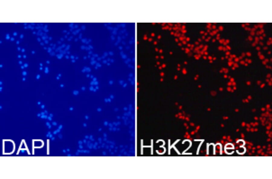 Immunofluorescence - Histone H3K27me3 Polyclonal Antibody from Signalway Antibody (HW008) - Antibodies.com