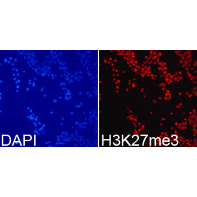Immunofluorescence - Histone H3K27me3 Polyclonal Antibody from Signalway Antibody (HW008) - Antibodies.com