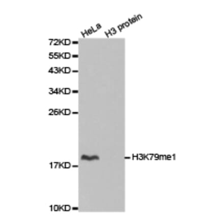 Western blot - Histone H3K79me1 Polyclonal Antibody from Signalway Antibody (HW011) - Antibodies.com