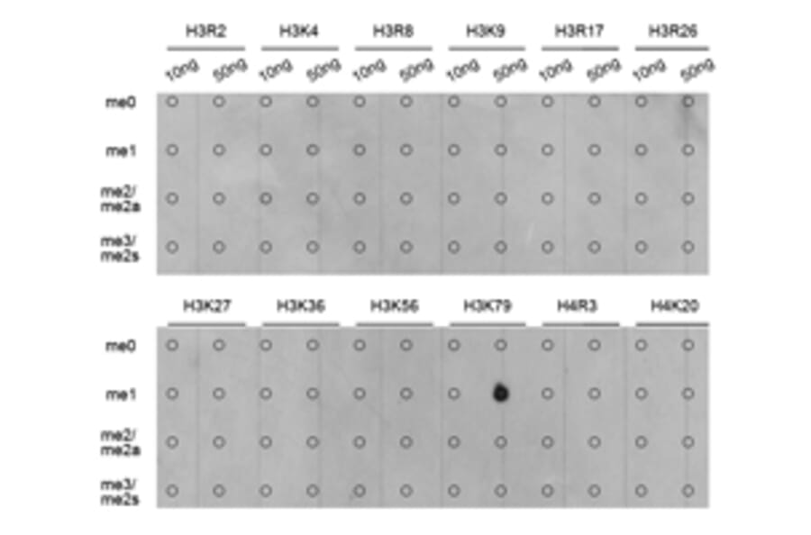 Dot blot - Histone H3K79me1 Polyclonal Antibody from Signalway Antibody (HW011) - Antibodies.com