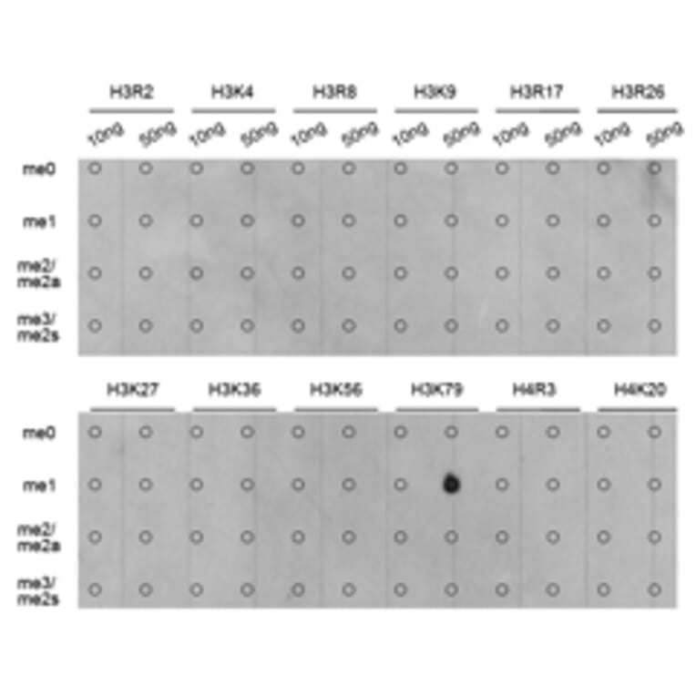 Dot blot - Histone H3K79me1 Polyclonal Antibody from Signalway Antibody (HW011) - Antibodies.com