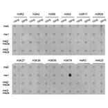Dot blot - Histone H3K79me1 Polyclonal Antibody from Signalway Antibody (HW011) - Antibodies.com