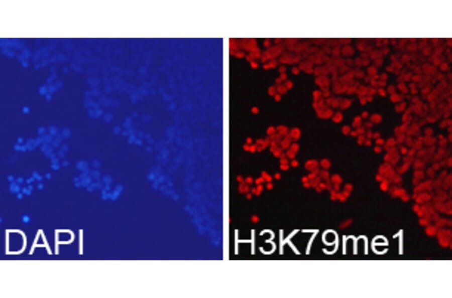 Immunofluorescence - Histone H3K79me1 Polyclonal Antibody from Signalway Antibody (HW011) - Antibodies.com