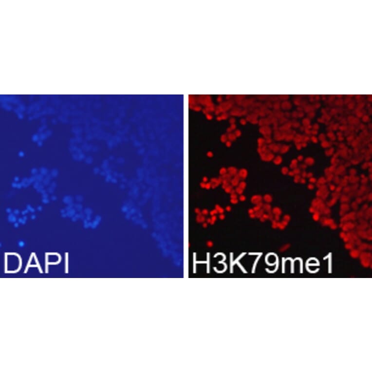 Immunofluorescence - Histone H3K79me1 Polyclonal Antibody from Signalway Antibody (HW011) - Antibodies.com