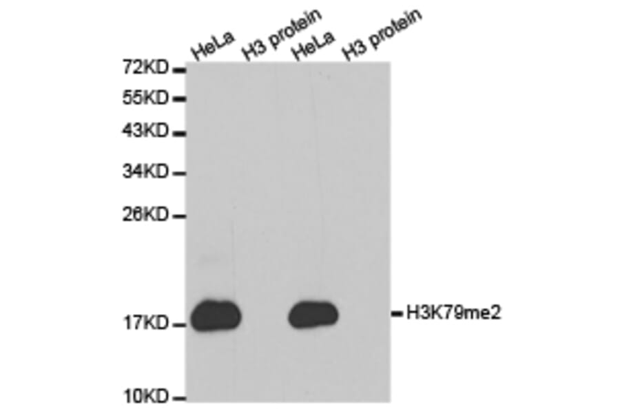 Western blot - Histone H3K79me2 Polyclonal Antibody from Signalway Antibody (HW012) - Antibodies.com