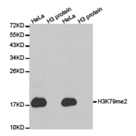 Western blot - Histone H3K79me2 Polyclonal Antibody from Signalway Antibody (HW012) - Antibodies.com