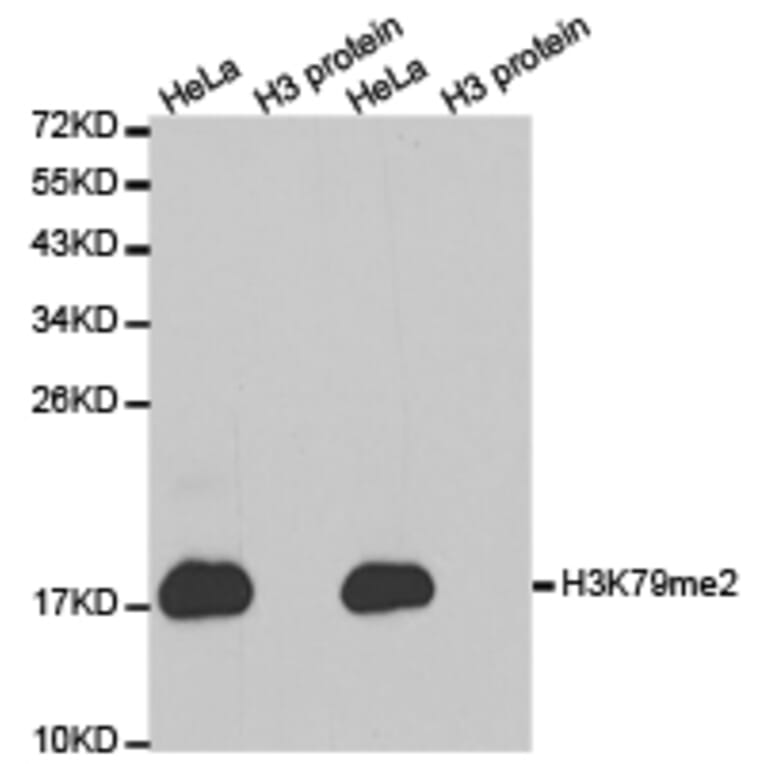 Western blot - Histone H3K79me2 Polyclonal Antibody from Signalway Antibody (HW012) - Antibodies.com