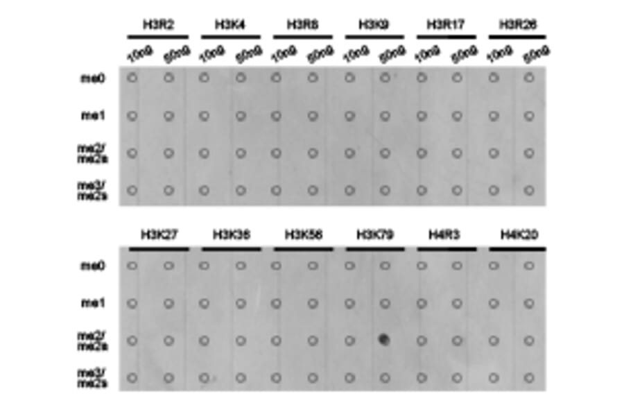 Dot blot - Histone H3K79me2 Polyclonal Antibody from Signalway Antibody (HW012) - Antibodies.com