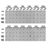 Dot blot - Histone H3K79me2 Polyclonal Antibody from Signalway Antibody (HW012) - Antibodies.com