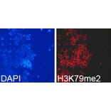 Immunofluorescence - Histone H3K79me2 Polyclonal Antibody from Signalway Antibody (HW012) - Antibodies.com