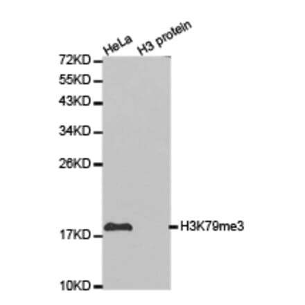 Western blot - Histone H3K79me3 Polyclonal Antibody from Signalway Antibody (HW013) - Antibodies.com