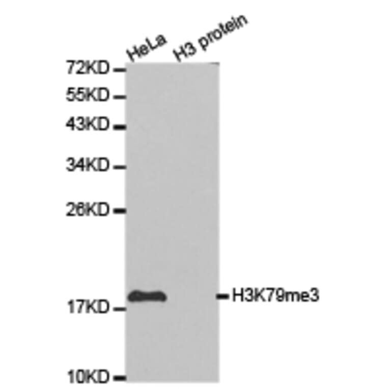 Western blot - Histone H3K79me3 Polyclonal Antibody from Signalway Antibody (HW013) - Antibodies.com