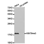 Western blot - Histone H3K79me3 Polyclonal Antibody from Signalway Antibody (HW013) - Antibodies.com