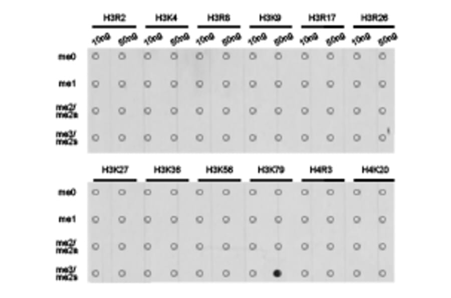 Dot blot - Histone H3K79me3 Polyclonal Antibody from Signalway Antibody (HW013) - Antibodies.com