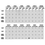 Dot blot - Histone H3K79me3 Polyclonal Antibody from Signalway Antibody (HW013) - Antibodies.com