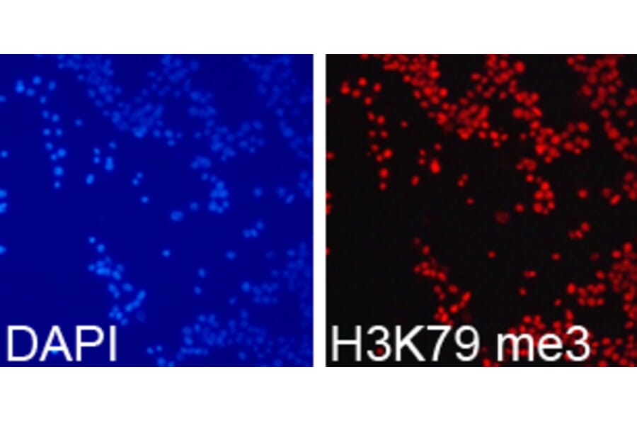 Immunofluorescence - Histone H3K79me3 Polyclonal Antibody from Signalway Antibody (HW013) - Antibodies.com
