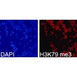 Immunofluorescence - Histone H3K79me3 Polyclonal Antibody from Signalway Antibody (HW013) - Antibodies.com