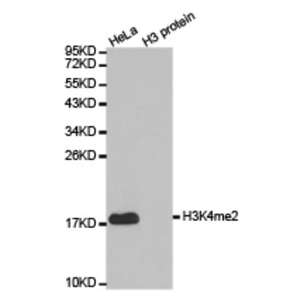 Western blot - Histone H3K4me2 Polyclonal Antibody from Signalway Antibody (HW002) - Antibodies.com