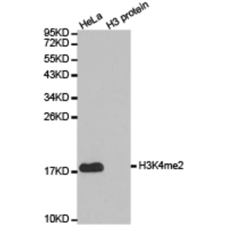 Western blot - Histone H3K4me2 Polyclonal Antibody from Signalway Antibody (HW002) - Antibodies.com