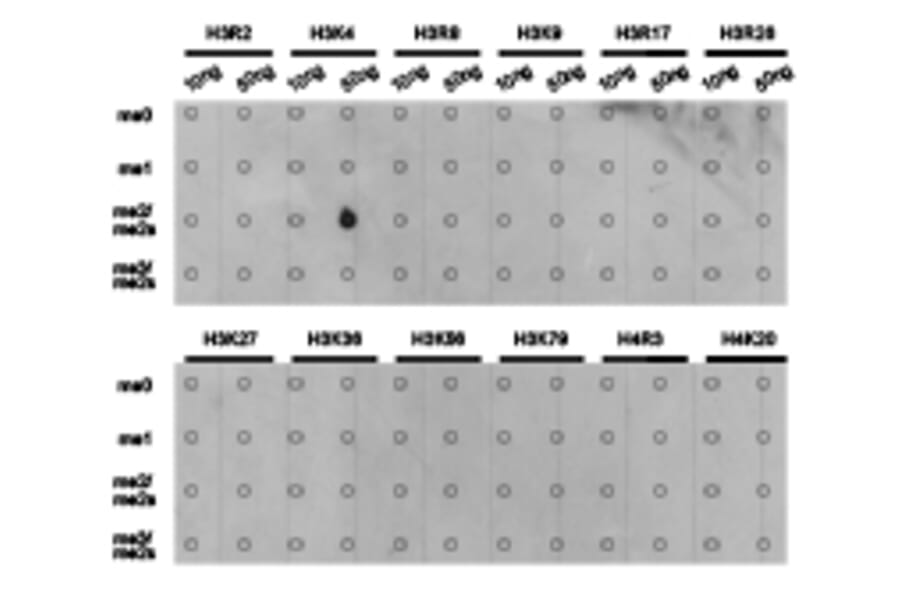 Dot blot - Histone H3K4me2 Polyclonal Antibody from Signalway Antibody (HW002) - Antibodies.com