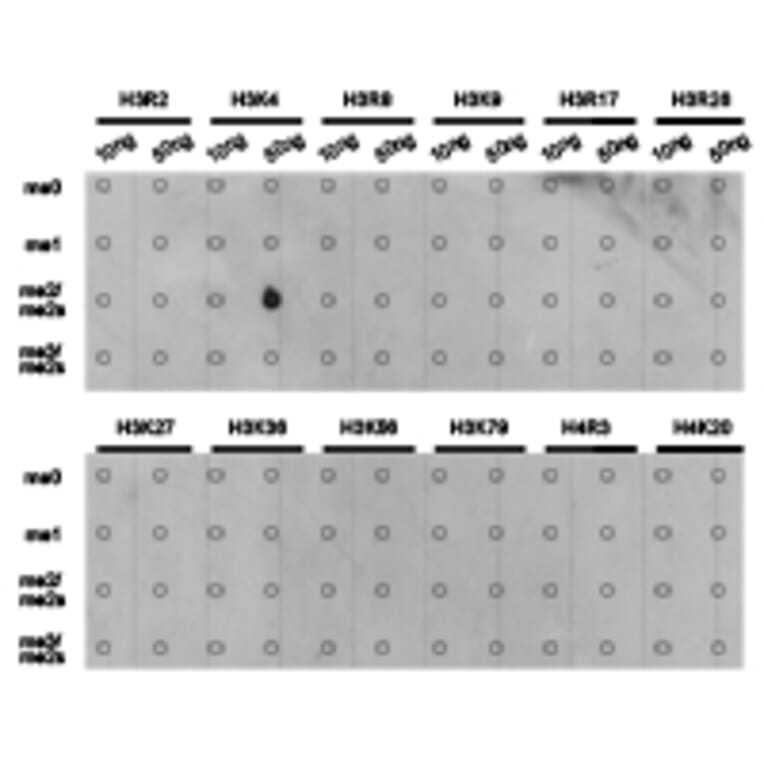 Dot blot - Histone H3K4me2 Polyclonal Antibody from Signalway Antibody (HW002) - Antibodies.com