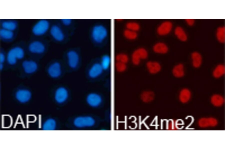 Immunofluorescence - Histone H3K4me2 Polyclonal Antibody from Signalway Antibody (HW002) - Antibodies.com