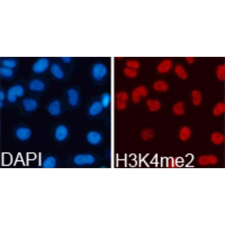 Immunofluorescence - Histone H3K4me2 Polyclonal Antibody from Signalway Antibody (HW002) - Antibodies.com