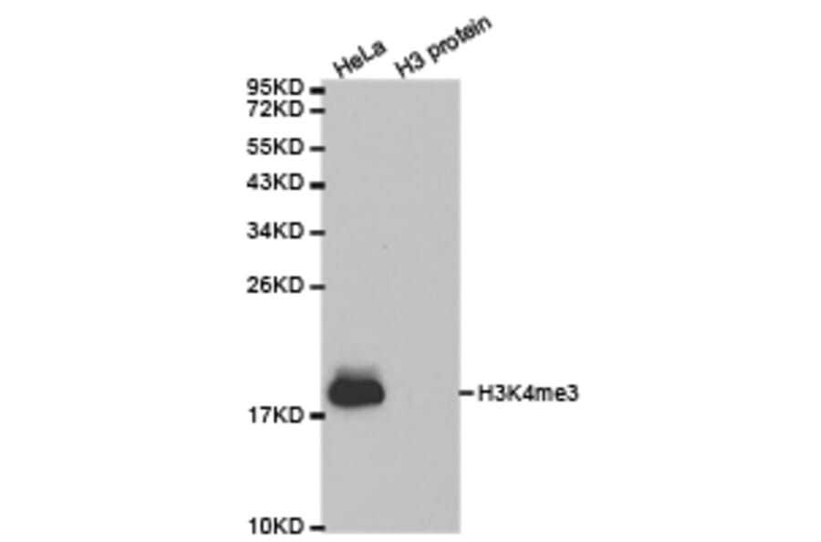 Western blot - Histone H3K4me3 Polyclonal Antibody from Signalway Antibody (HW003) - Antibodies.com