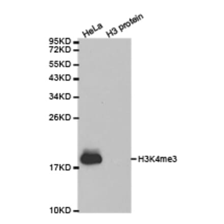 Western blot - Histone H3K4me3 Polyclonal Antibody from Signalway Antibody (HW003) - Antibodies.com