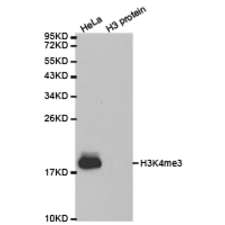 Western blot - Histone H3K4me3 Polyclonal Antibody from Signalway Antibody (HW003) - Antibodies.com
