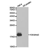 Western blot - Histone H3K4me3 Polyclonal Antibody from Signalway Antibody (HW003) - Antibodies.com