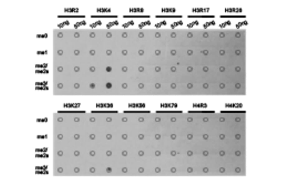 Dot blot - Histone H3K4me3 Polyclonal Antibody from Signalway Antibody (HW003) - Antibodies.com