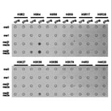 Dot blot - Histone H3K4me3 Polyclonal Antibody from Signalway Antibody (HW003) - Antibodies.com