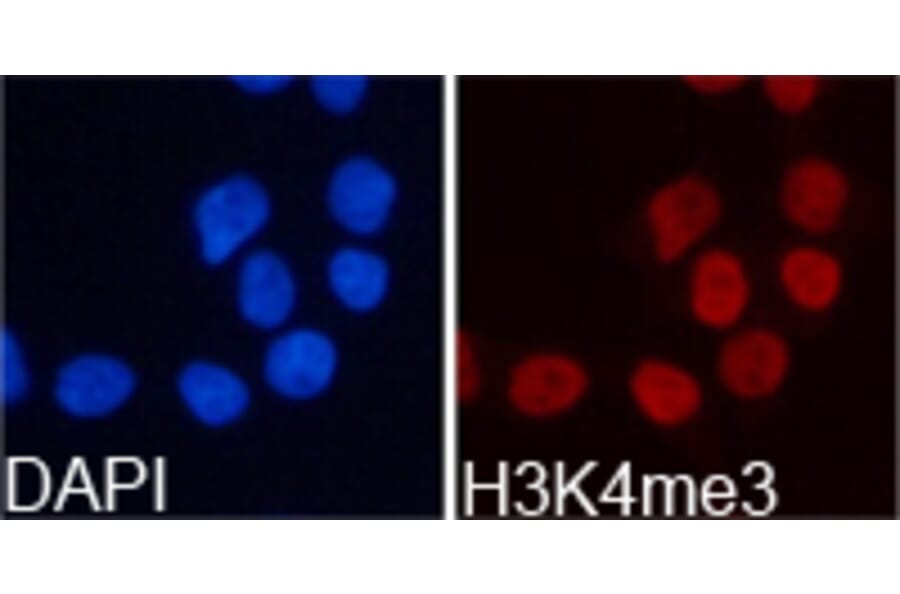 Immunofluorescence - Histone H3K4me3 Polyclonal Antibody from Signalway Antibody (HW003) - Antibodies.com