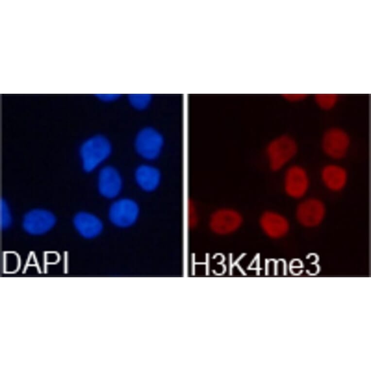 Immunofluorescence - Histone H3K4me3 Polyclonal Antibody from Signalway Antibody (HW003) - Antibodies.com