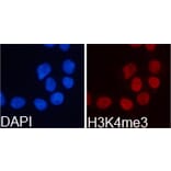 Immunofluorescence - Histone H3K4me3 Polyclonal Antibody from Signalway Antibody (HW003) - Antibodies.com