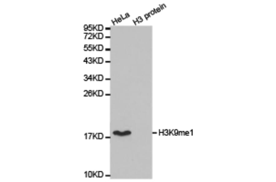 Western blot - Histone H3K9me1 Polyclonal Antibody from Signalway Antibody (HW004) - Antibodies.com