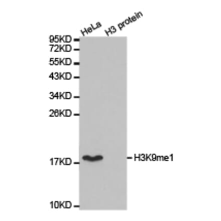 Western blot - Histone H3K9me1 Polyclonal Antibody from Signalway Antibody (HW004) - Antibodies.com